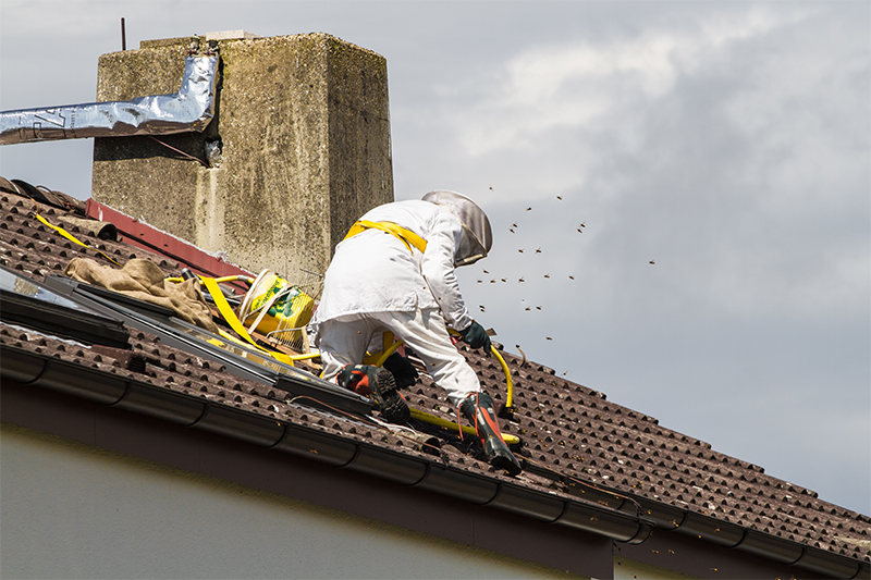 Bee Pest Control in Bromley Greater London